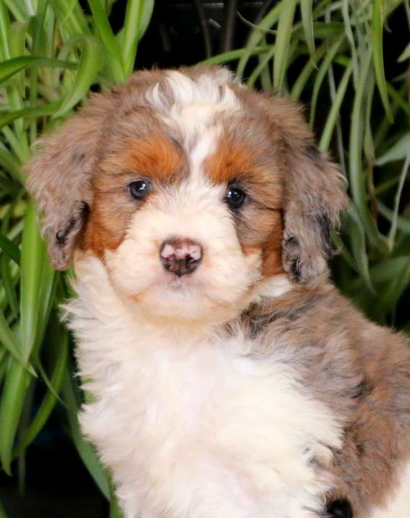 puppy, for, sale, Mini Bernadoodle, Levi  King, dog, breeder, Honey Brook, PA, dog-breeder, puppy-for-sale, forsale, nearby, find, puppyfind, locator, puppylocator, aca